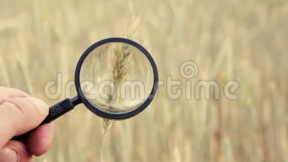 农民手用放大玻璃工具特写检查检查农田黑麦小麦小穗视频的预览图
