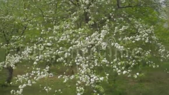 春天里一枝盛开的苹果树有着轻风盛开着美丽白花的苹果分支机构视频的预览图