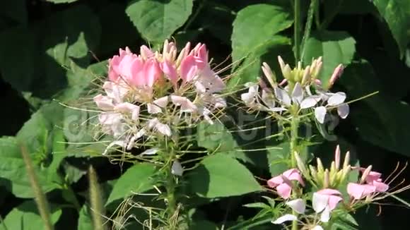 夏季的粉红色花园花视频的预览图