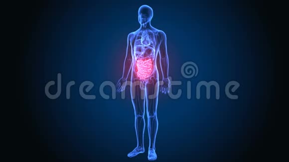 3D医学上精确地说明人的小肠视频的预览图