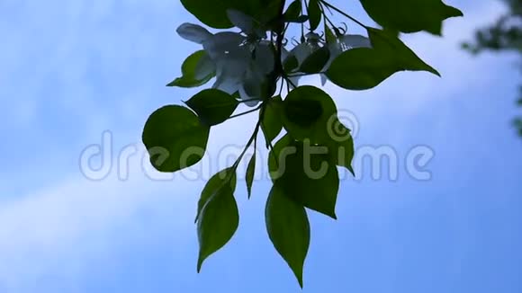 白苹果中国树的开花大自然春景带开枝录像高清镜头视频的预览图
