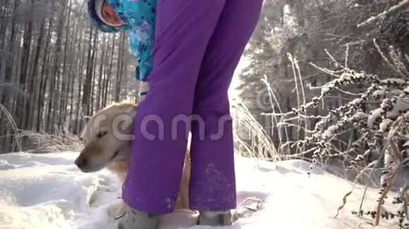 壮观的慢动作接近女人和狗跑基本上是腿金毛猎犬视频的预览图