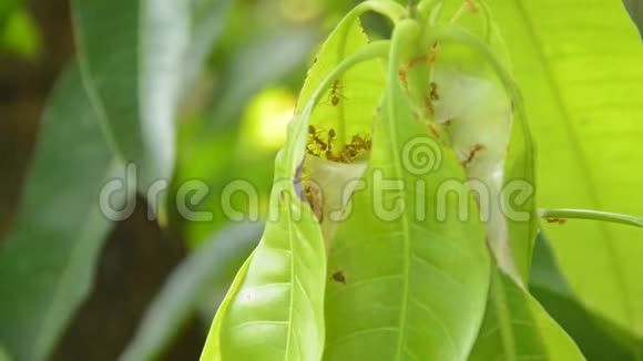 红蚂蚁在花园里爬满了芒果叶子视频的预览图