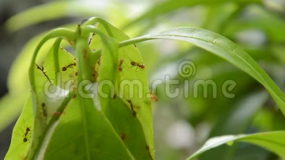 红蚂蚁在花园里爬满了芒果叶子视频的预览图