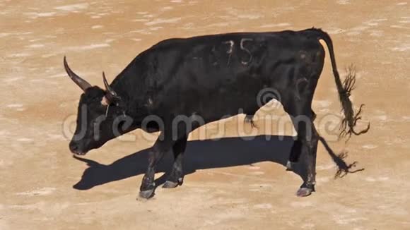 卡马尔盖斯比赛中的公牛这项运动的参与者试图捕捉固定在前额和前额上的获奖属性视频的预览图