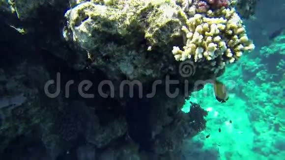 鱼在海中的珊瑚下游动视频的预览图