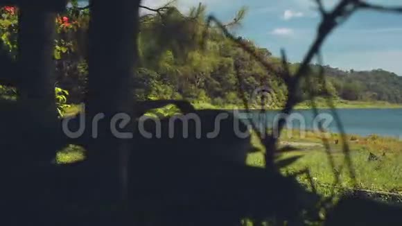 从灌木丛后面看湖布依安湖视频的预览图