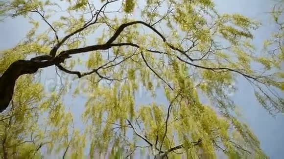 茂密的柳树被波光粼粼的湖面蓝天背景视频的预览图