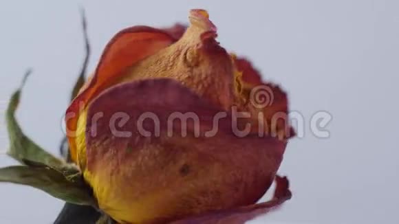 在白色背景上旋转的干玫瑰的特写镜头视频的预览图