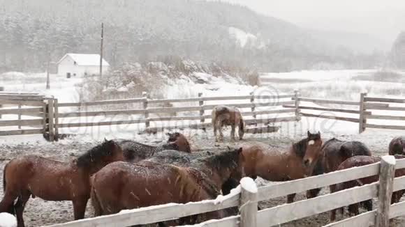 冬天雪地里的马视频的预览图