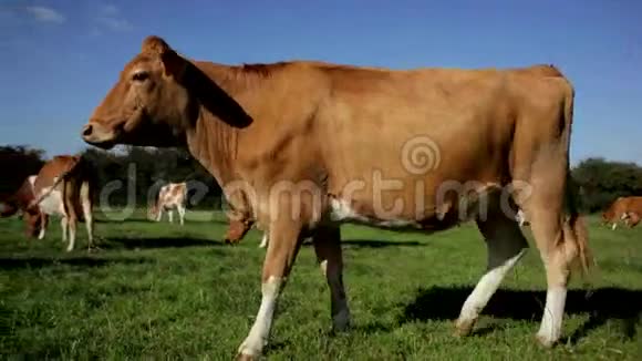 一头棕色和白色的母牛站着吃草视频的预览图
