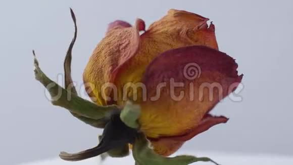 在白色背景上旋转的干玫瑰的特写镜头视频的预览图