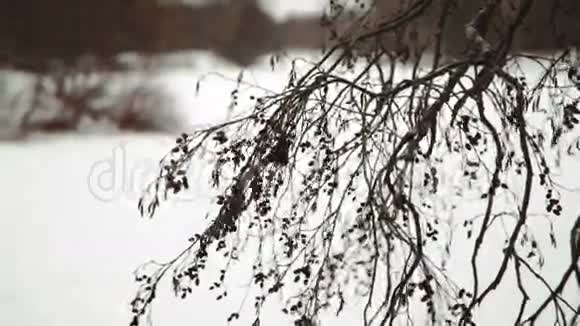 雪落在松枝上雪花飘落在松枝上创造出一幅美丽的冬天画卷视频的预览图