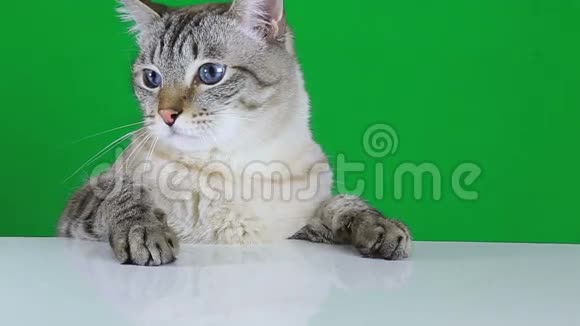 坐在桌子旁摇着头的滑稽猫视频的预览图