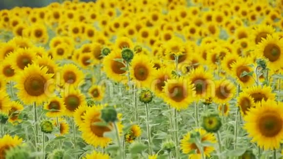 田野里的向日葵在风中摇曳慢动作视频的预览图