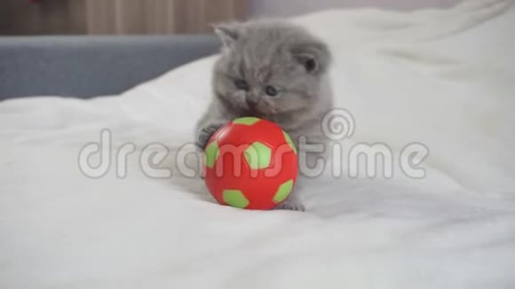 小英国小猫玩球视频的预览图
