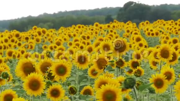 田野里的向日葵在风中摇曳慢动作视频的预览图