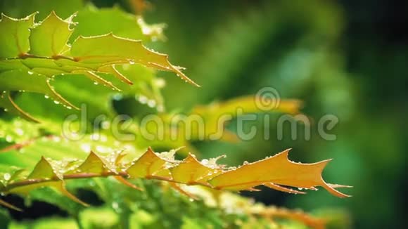 雨中滴水的植物特写视频的预览图