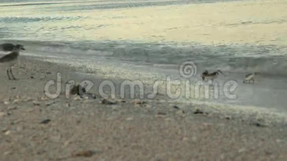 佛罗里达博尼塔海滩的蛇视频的预览图
