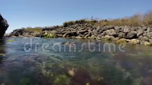 靠近两只在水下玩耍的海狮视频的预览图