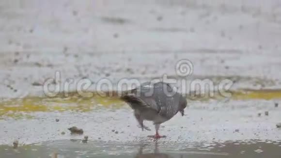 鸽子在泥土上行走慢动作视频视频的预览图