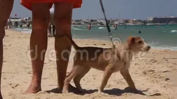 突尼斯海滩上的搞笑狗视频的预览图