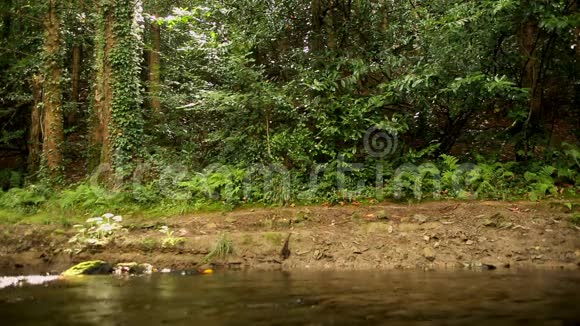黑发女子在河边的树林里探险视频的预览图