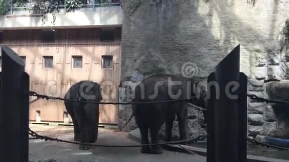 俄罗斯莫斯科动物园里的大象视频的预览图