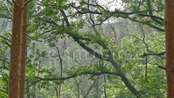 松树间的橡树树枝慢镜头视频的预览图