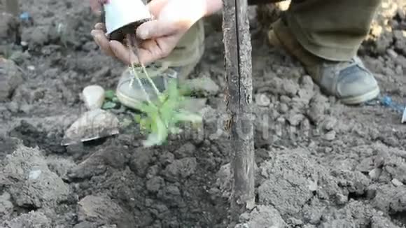 种植番茄的人视频的预览图