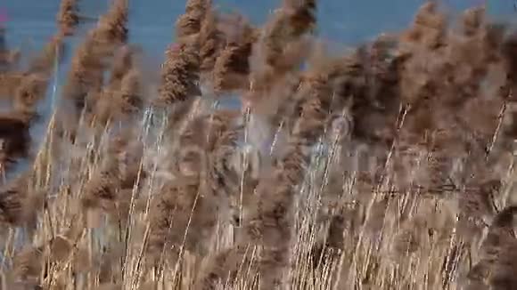 波兰波戈里亚三世湖中的普通芦苇芦苇视频的预览图