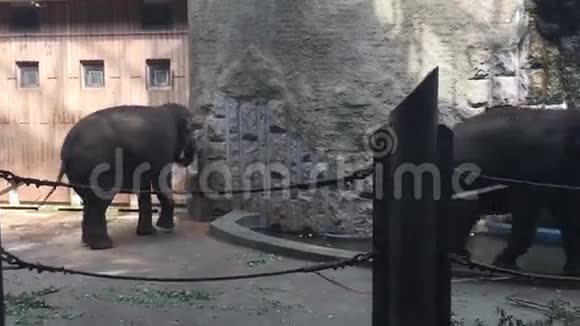 俄罗斯莫斯科动物园里的大象视频的预览图
