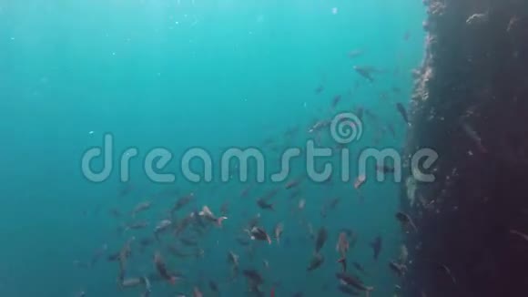 礁石鱼群水下景观视频的预览图