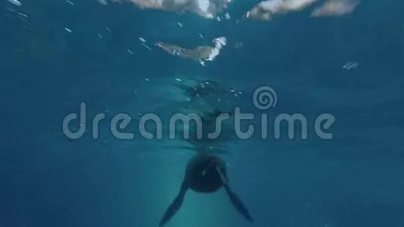 一只海狮独自在蔚蓝的海水中视频的预览图