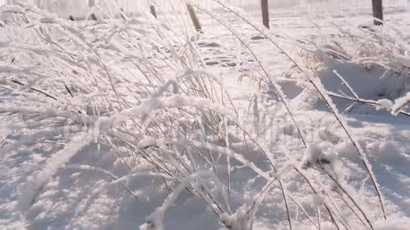 摄像机从下往上移动拍摄一个点缀着雪的大场视频的预览图