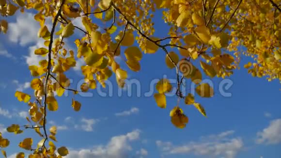 黄色的白杨阳光照射在蓝色的森林天空背景下树叶和美丽的阳光闪耀着秋天的阳光视频的预览图