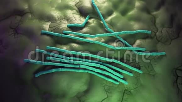 蜡状芽孢杆菌细菌视频的预览图