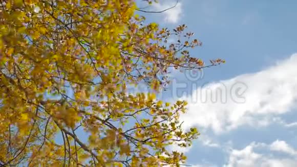黄色的白杨阳光在蓝天背景下离去森林的叶子美丽的阳光秋日的阳光视频的预览图