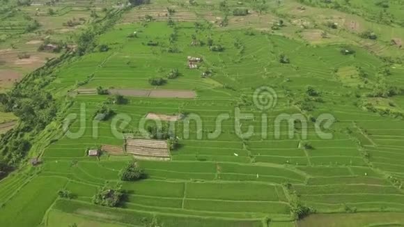 亚洲农村的空中视野稻田无人机在乡村田野上观看绿色水稻种植农业和视频的预览图