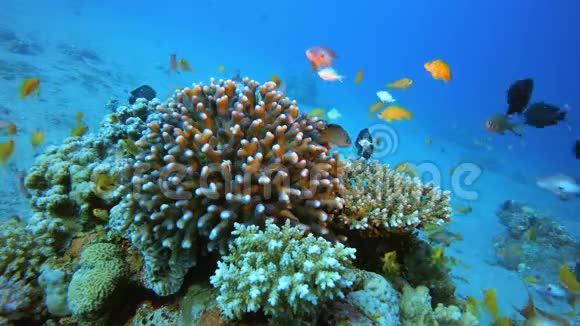 珊瑚礁海洋场景视频的预览图