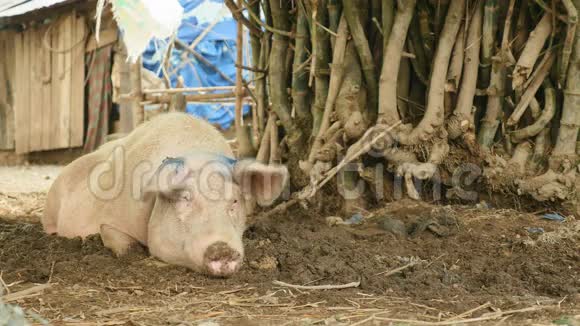 农场里的大猪猪猪视频的预览图