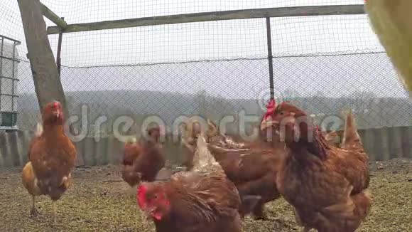 棕色的鸡在院子里走来走去视频的预览图