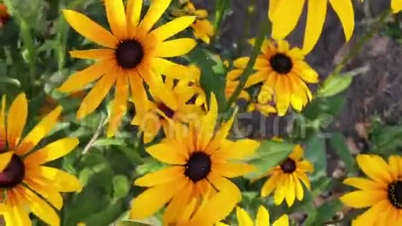花园里开着黄色的红褐色或黑眼睛的苏珊花视频的预览图