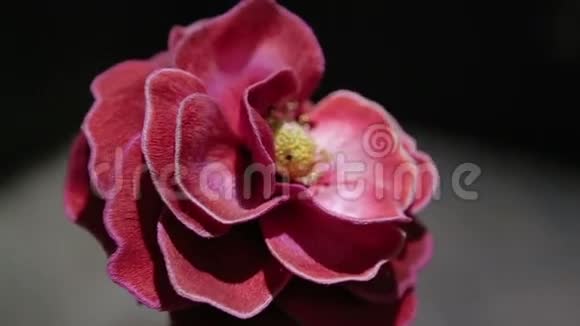花红玫瑰牡丹兰花含露滴视频的预览图