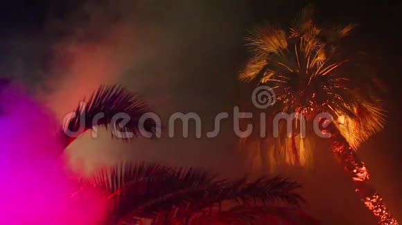 棕榈树的枝条在夜间光照视频的预览图
