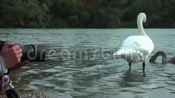 湖上的天鹅视频的预览图