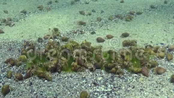 大量的小型寄居蟹Diogenes拳击手黑海视频的预览图