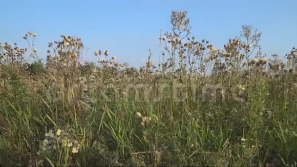 草甸草在初秋视频的预览图