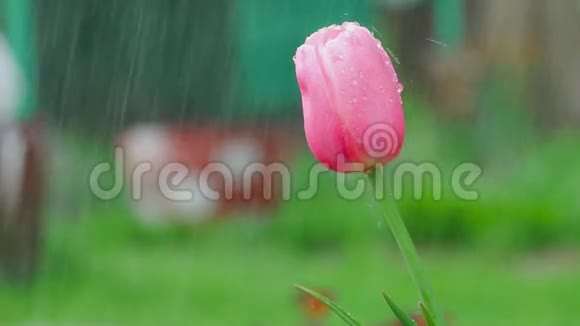 雨中的粉红郁金香花视频的预览图