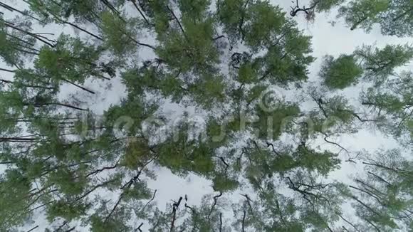 空中无人机镜头冬季森林视频的预览图